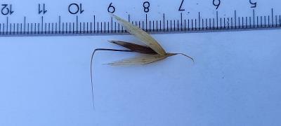 Click for 3 image(s) for this accession. Spikelet